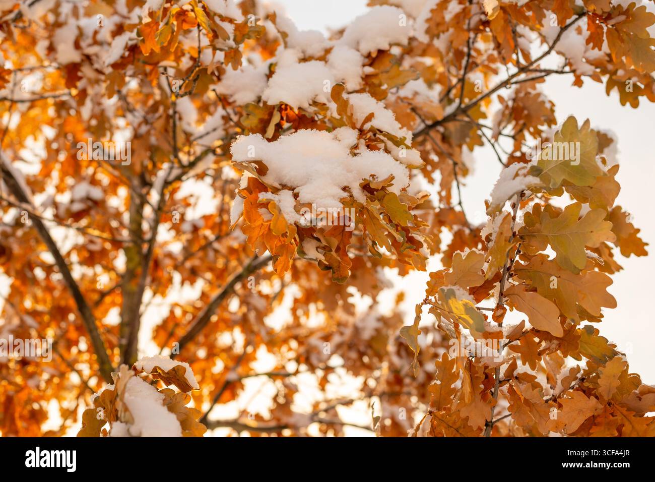 Foglie di quercia cadute con neve. Macinato congelato ricoperto di foglie di quercia secca. Materiale di sfondo invernale Foto Stock