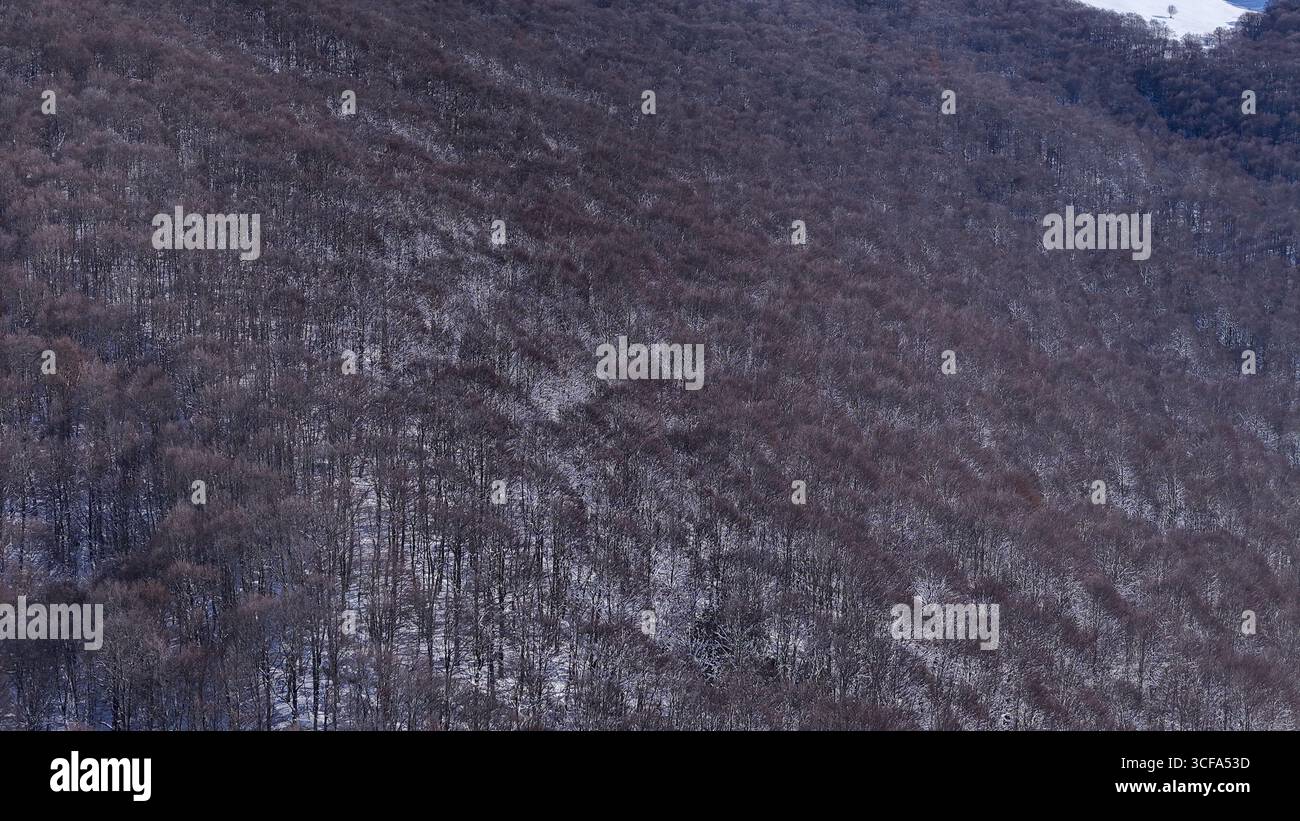 Sereno paesaggio invernale che mostra una foresta coperta di neve sotto un cielo tranquillo Foto Stock