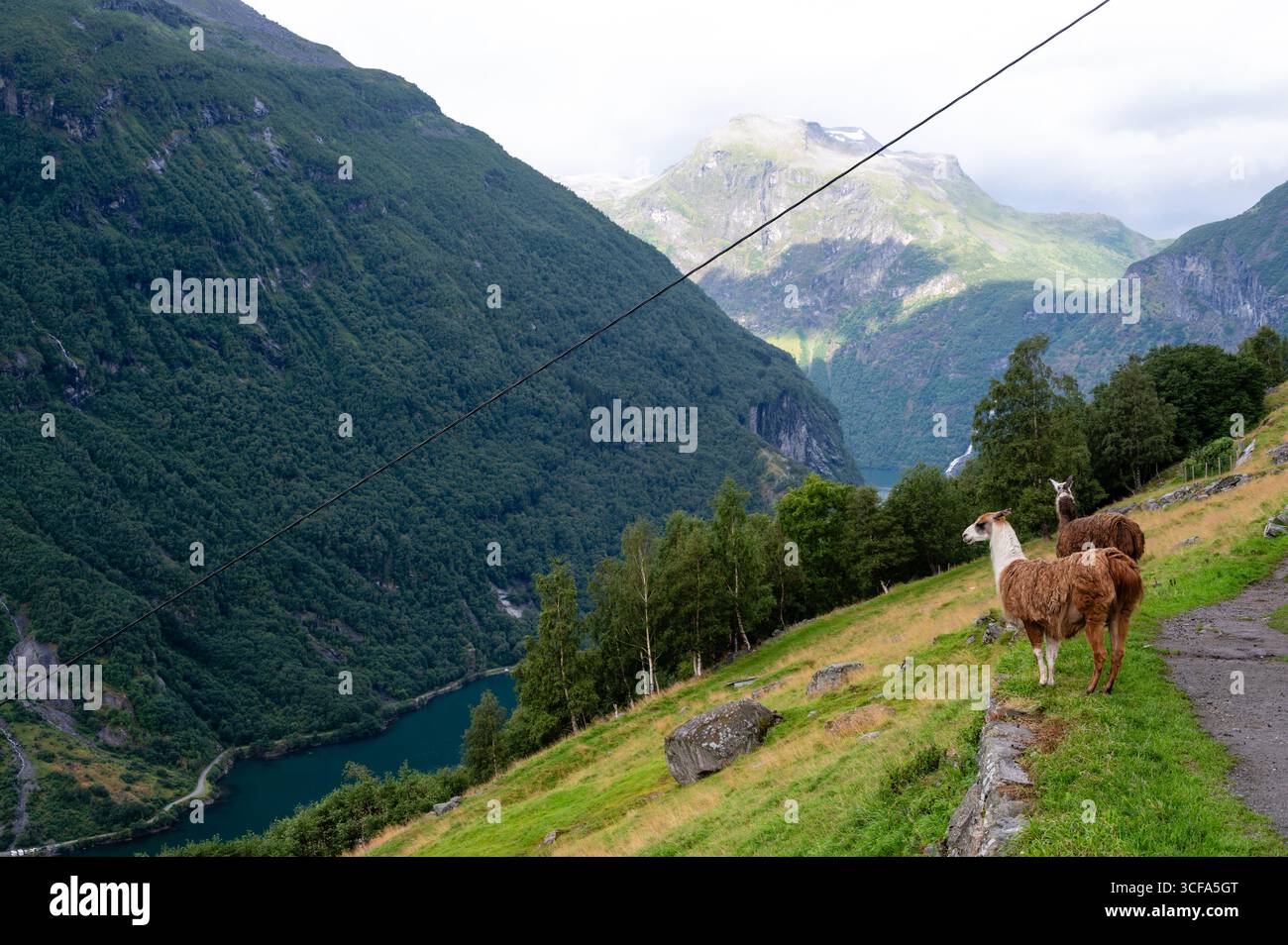Lamas pascolano sulle montagne, Geiranger Fjord, Norvegia Foto Stock