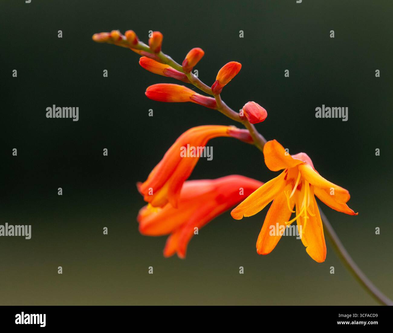 Montbretia (Crocosmia x crocosmiiflora) Foto Stock
