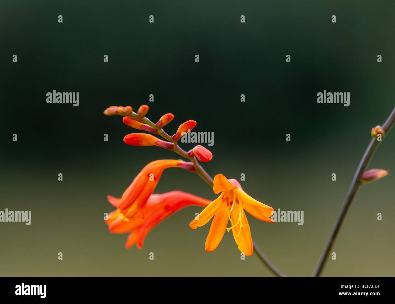 Montbretia (Crocosmia x crocosmiiflora) Foto Stock