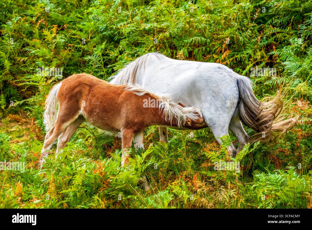 Tender Moment in the Wild: Puledro Nursing from Mother Horse in mezzo a lussureggianti felci verdi in un ambiente naturale di campagna Foto Stock