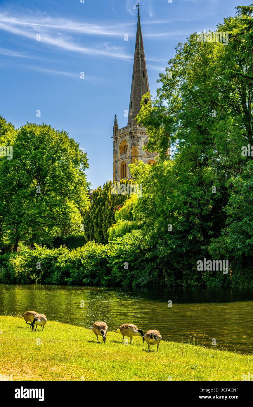 La storica guglia della chiesa di Stratford-upon-Avon con il fiume e le oche pascolano in una giornata estiva brillante Foto Stock