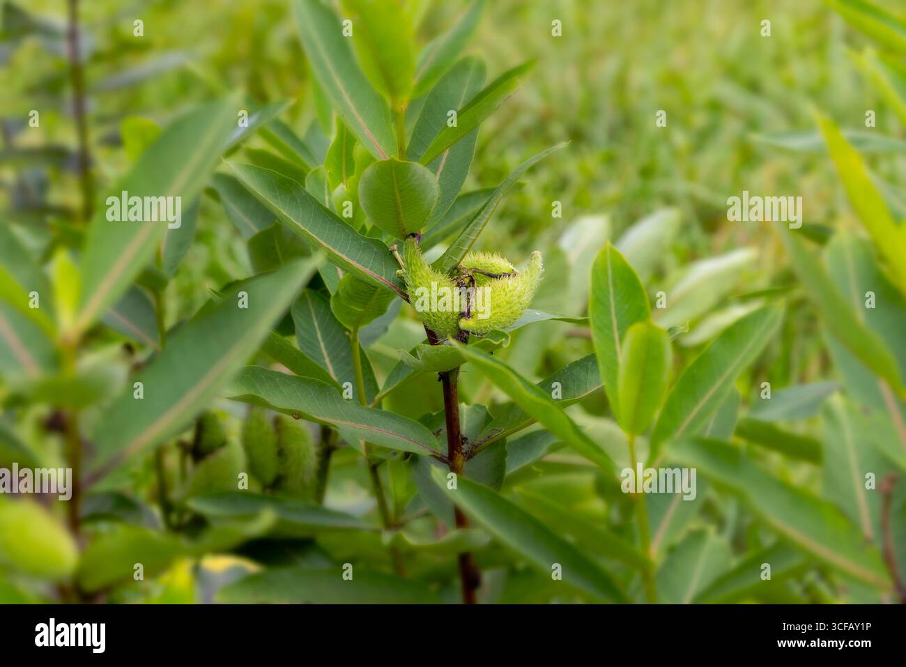 Pianta comune di Milkweed (Asclepias syriaca) intera con fiori. Nel nord-est e nel Midwest, è tra le piante alimentari più importanti per Monarch CA Foto Stock