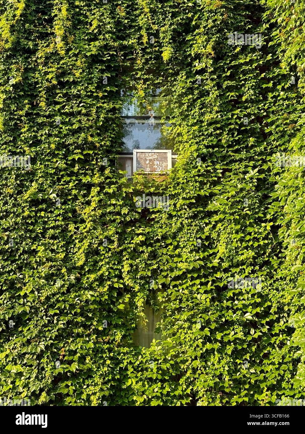 Ivy lascia l'ambiente circostante l'aria condizionata Foto Stock