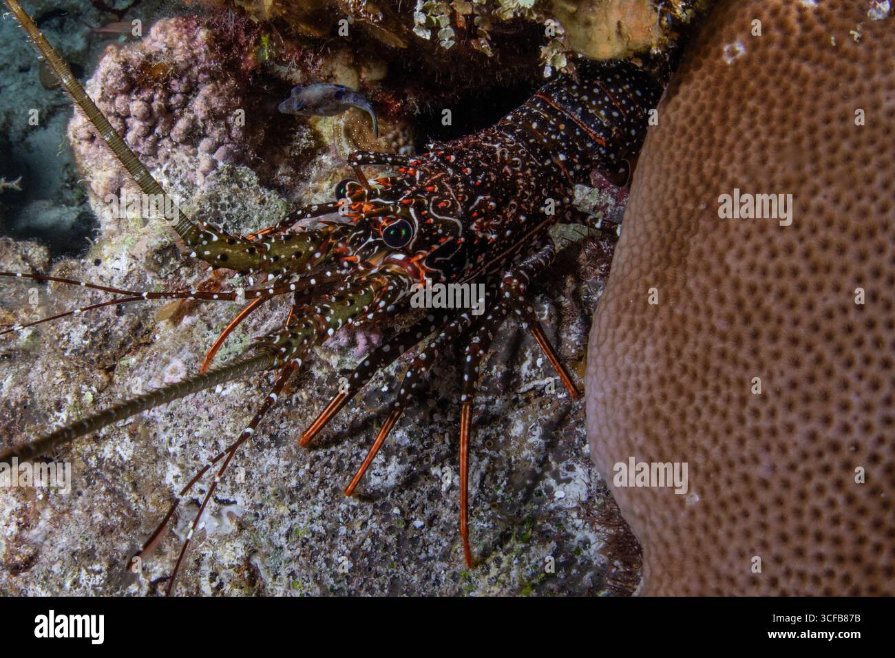 Panulirus guttatus, l'aragosta spinosa maculata attiva su una barriera corallina di notte al largo della costa del Belize. Foto Stock
