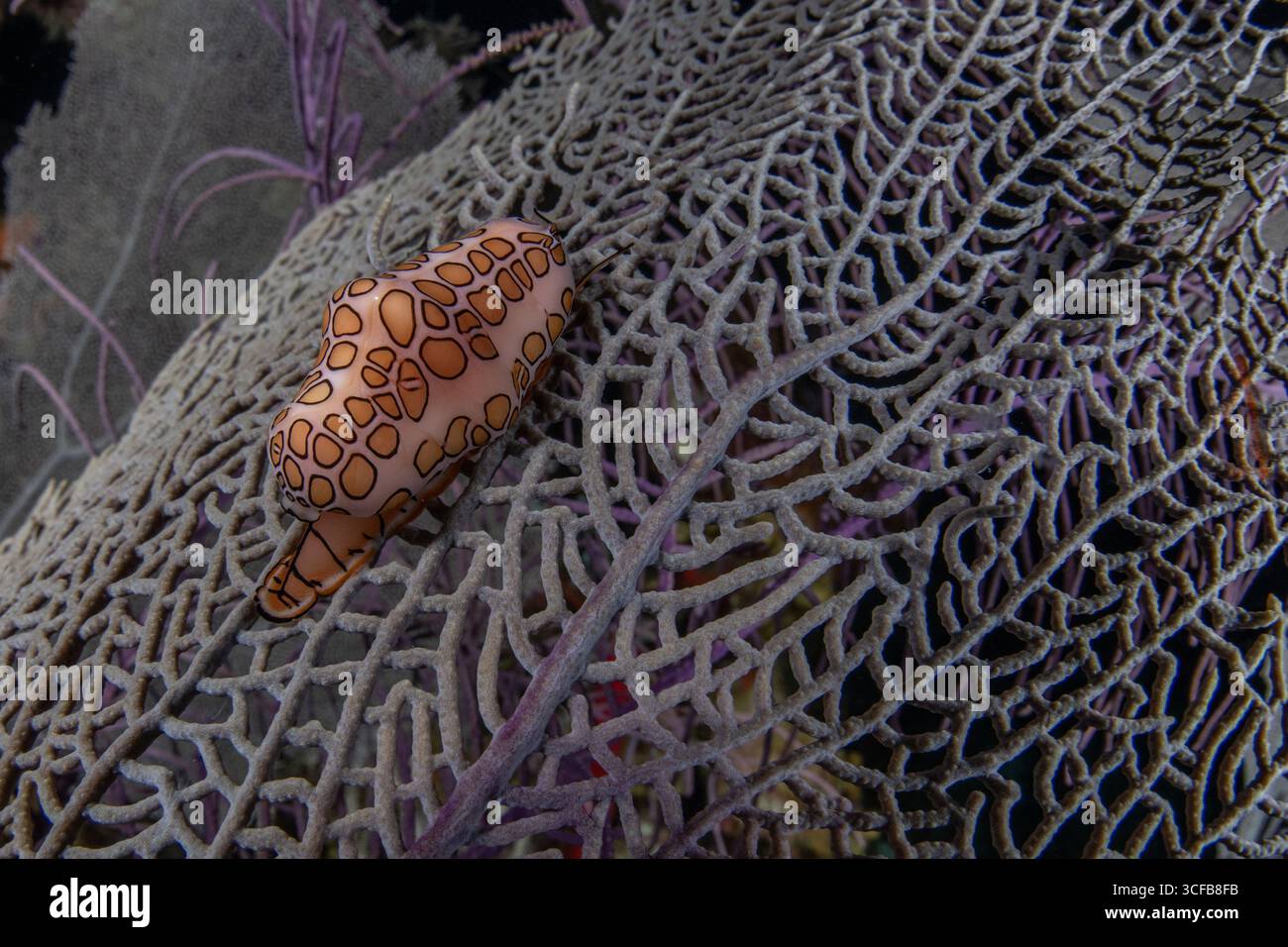 Una lumaca di lingua fenicottera (Cyphoma gibbosum) che si nutre di corallo nel mare dei Caraibi al largo della costa del Belize. Foto Stock