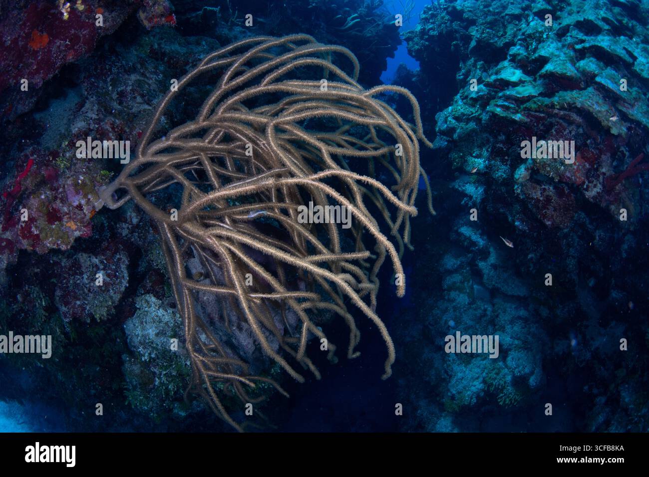 Plexaura homomalla, frusta di mare dei Caraibi, un morbido corallo ramificato dal Mar dei Caraibi al largo della costa del Belize in America centrale. Foto Stock