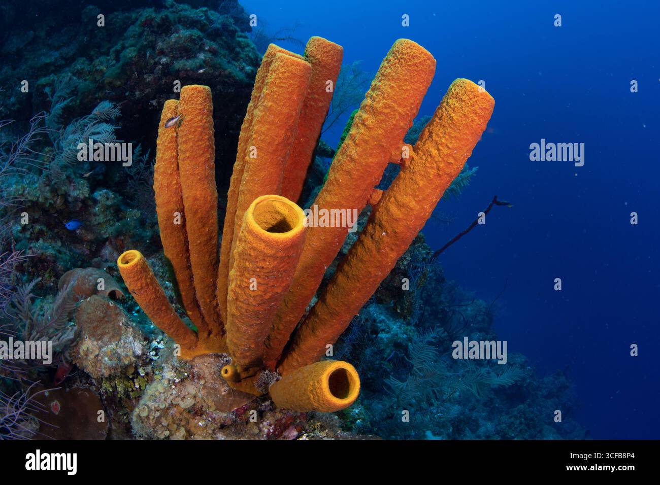 Aplysina fistularis, la spugna gialla del tubo, nel mare dei Caraibi al largo della costa del Belize in America centrale. Foto Stock