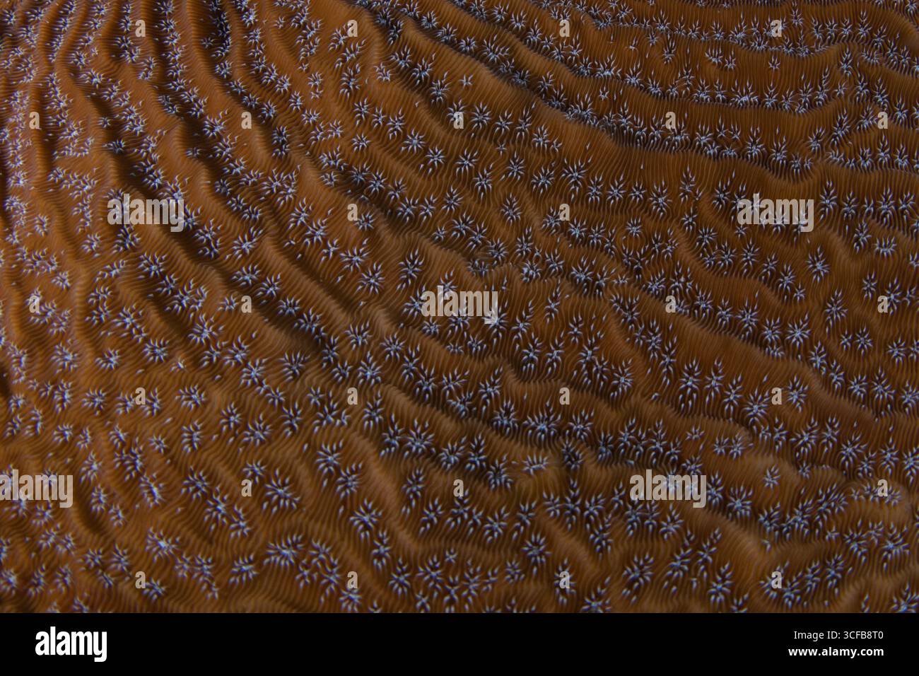 Lamina di corallo di Lamarck (Agaricia lamarcki) una vista macro ravvicinata della consistenza e dei motivi naturali dei coralli. Nel mare caraibico del Belize. Foto Stock