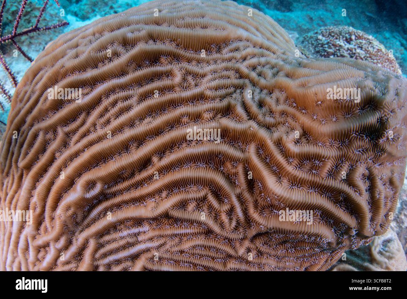 Grooved Brain Coral (Diploria labyrinthiformis) una specie di corallo in pericolo critico nel mare dei Caraibi al largo della costa del Belize in America centrale. Foto Stock