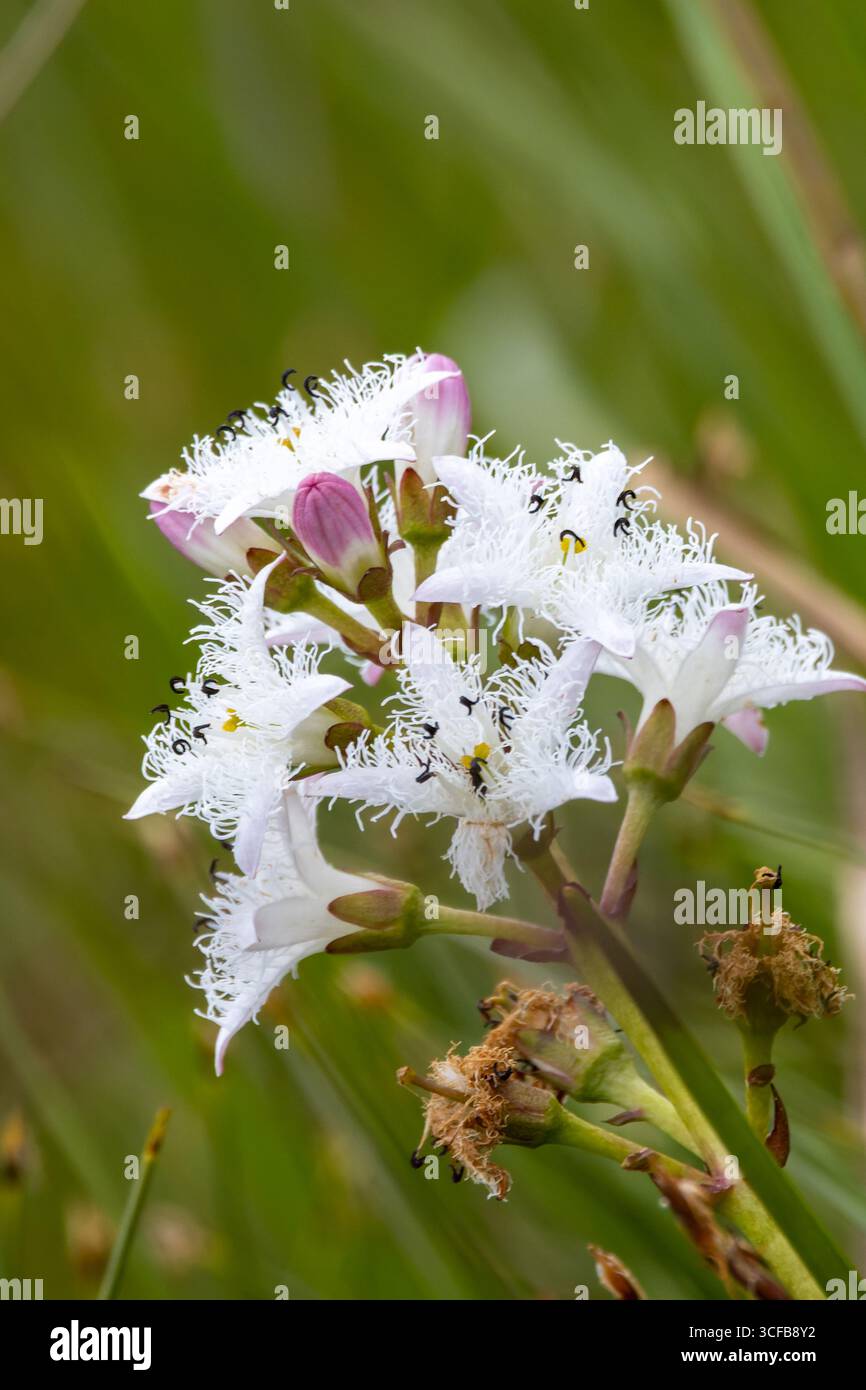 Primo piano del fiore di bogano (Menyanthes trifoliata) nel suo habitat naturale delle zone umide. Foto Stock