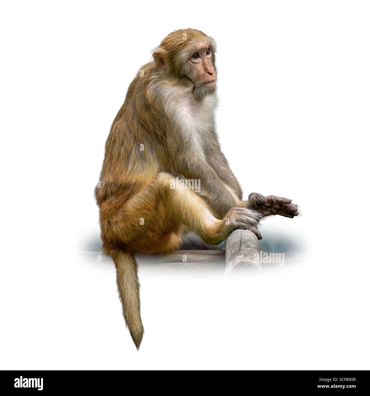 Primo piano di un Rhesus Macaque poggiato su un tronco di legno, che mostra dettagli naturali della sua pelliccia ed espressiva Foto Stock