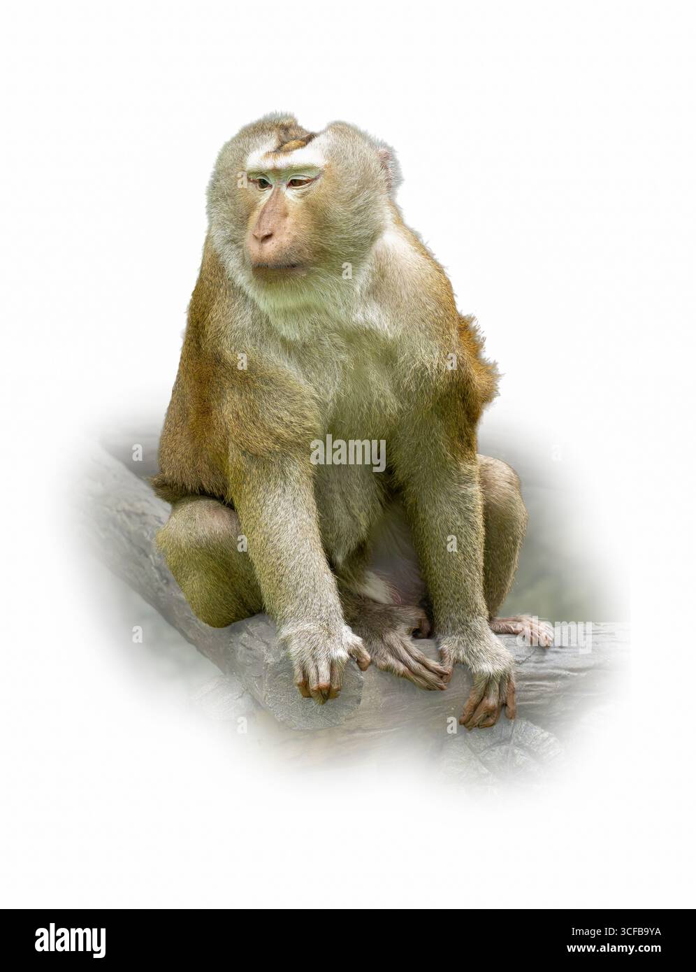 Primo piano di un macaco dalla coda di maiale che poggia su un tronco, mostrando la sua naturale consistenza della pelliccia e la postura rilassata in un ambiente forestale Foto Stock