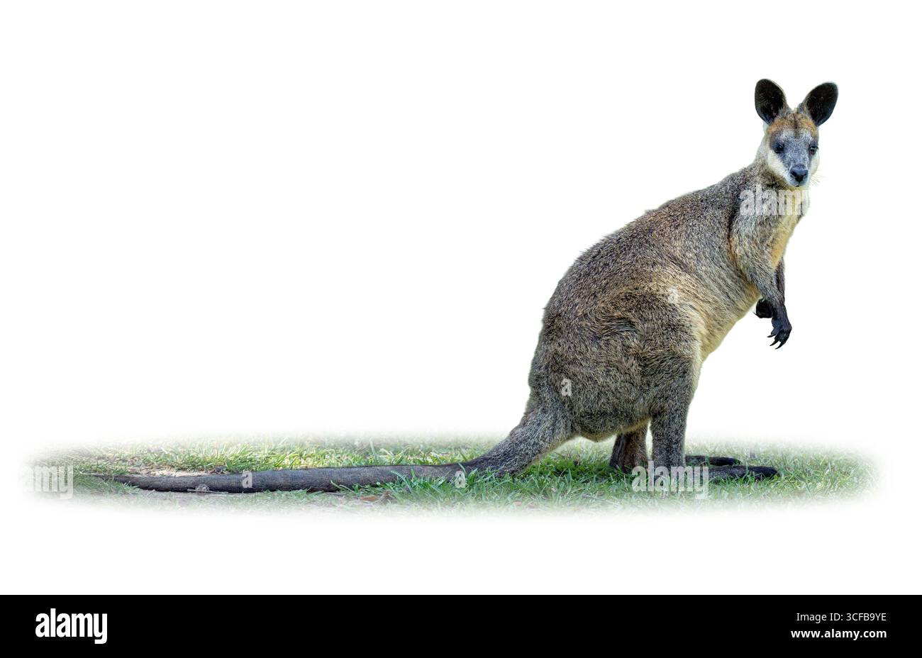 Immagine ravvicinata di un Wallaby su erba verde, che mostra il suo corpo forte, la coda lunga e la postura eretta alla luce naturale del giorno Foto Stock