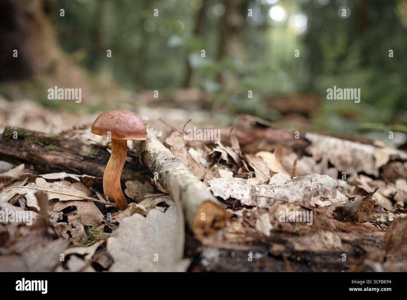 Fungo Bay bolete Xerocomus badius dalle calde tonalità dorate, che cresce nell'ambiente naturale della foresta muschiata, macro shot di fungo commestibile in Polonia. Foto Stock