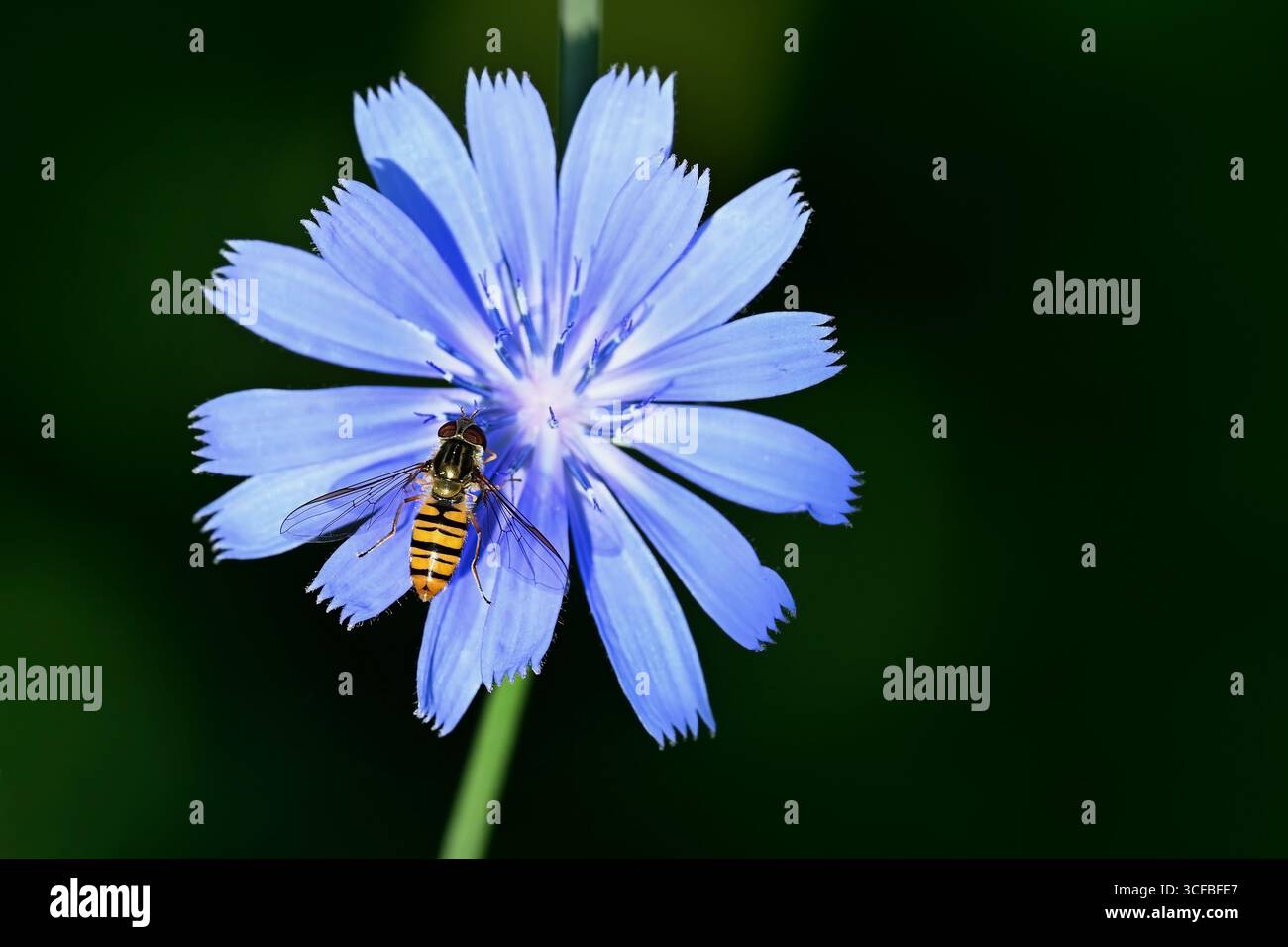 Primo piano di un hoverfly su un fiore di cicoria selvatica blu con sfondo verde scuro Foto Stock