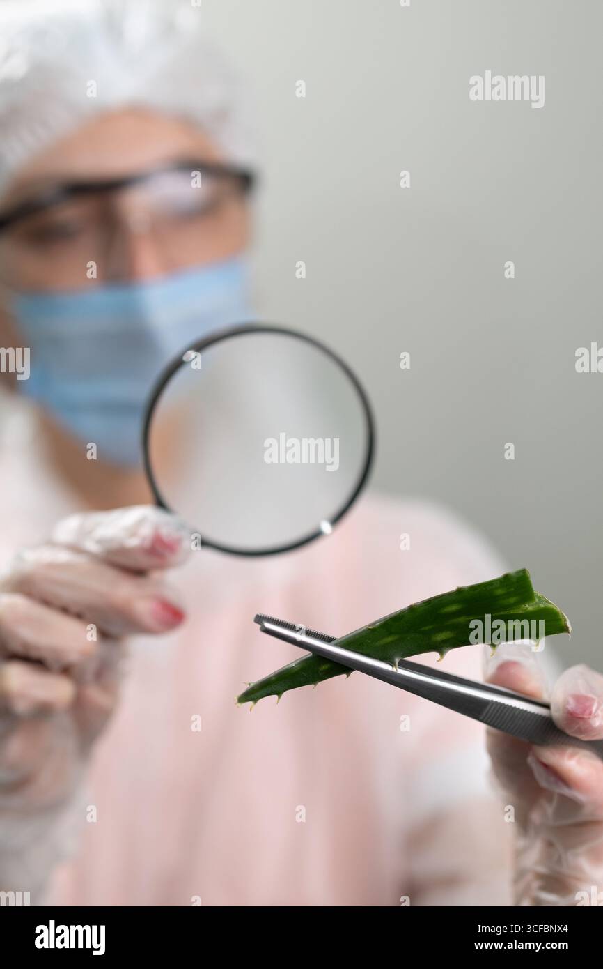 Un ricercatore di dispositivi di protezione analizza una foglia di aloe con una lente d'ingrandimento, evidenziando l'attenzione allo studio scientifico e alle potenziali applicazioni della pianta in ambienti di ricerca. Foto Stock