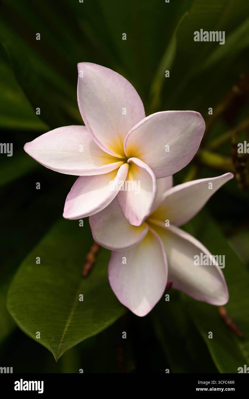 Un singolo fiore bianco, rosa e giallo Plumeria Rubra o Frangipani incorniciato in foglie alla luce soffusa del sole Foto Stock