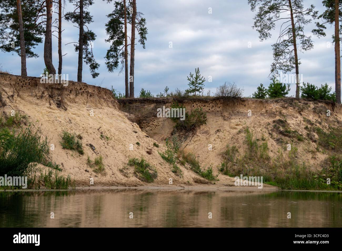 una ripida spiaggia sabbiosa sopra l'acqua con tronchi dritti di pino e tane di gabbiani costieri Foto Stock