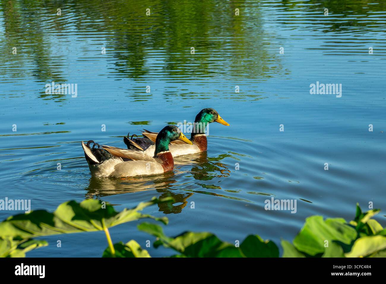 Primo piano di due anatre Mallard maschi che nuotano su un lago con riflessi d'acqua, Louisiana Foto Stock