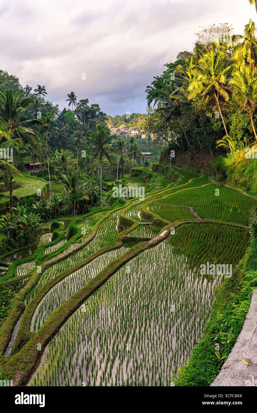 Lussureggianti risaie terrazzate, Bali Foto Stock