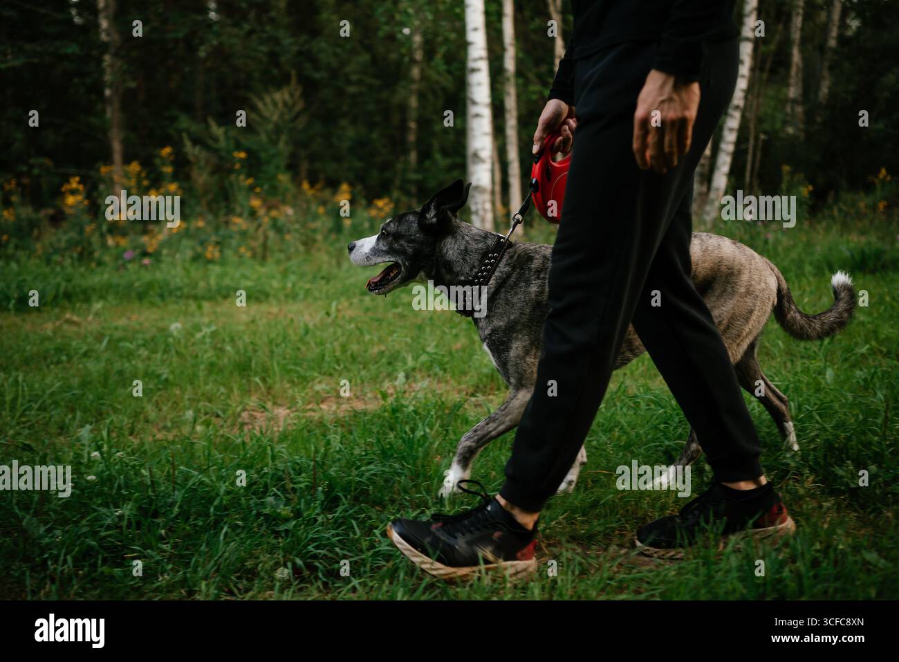 Passeggiate con cani nel parco con Human Companion Foto Stock