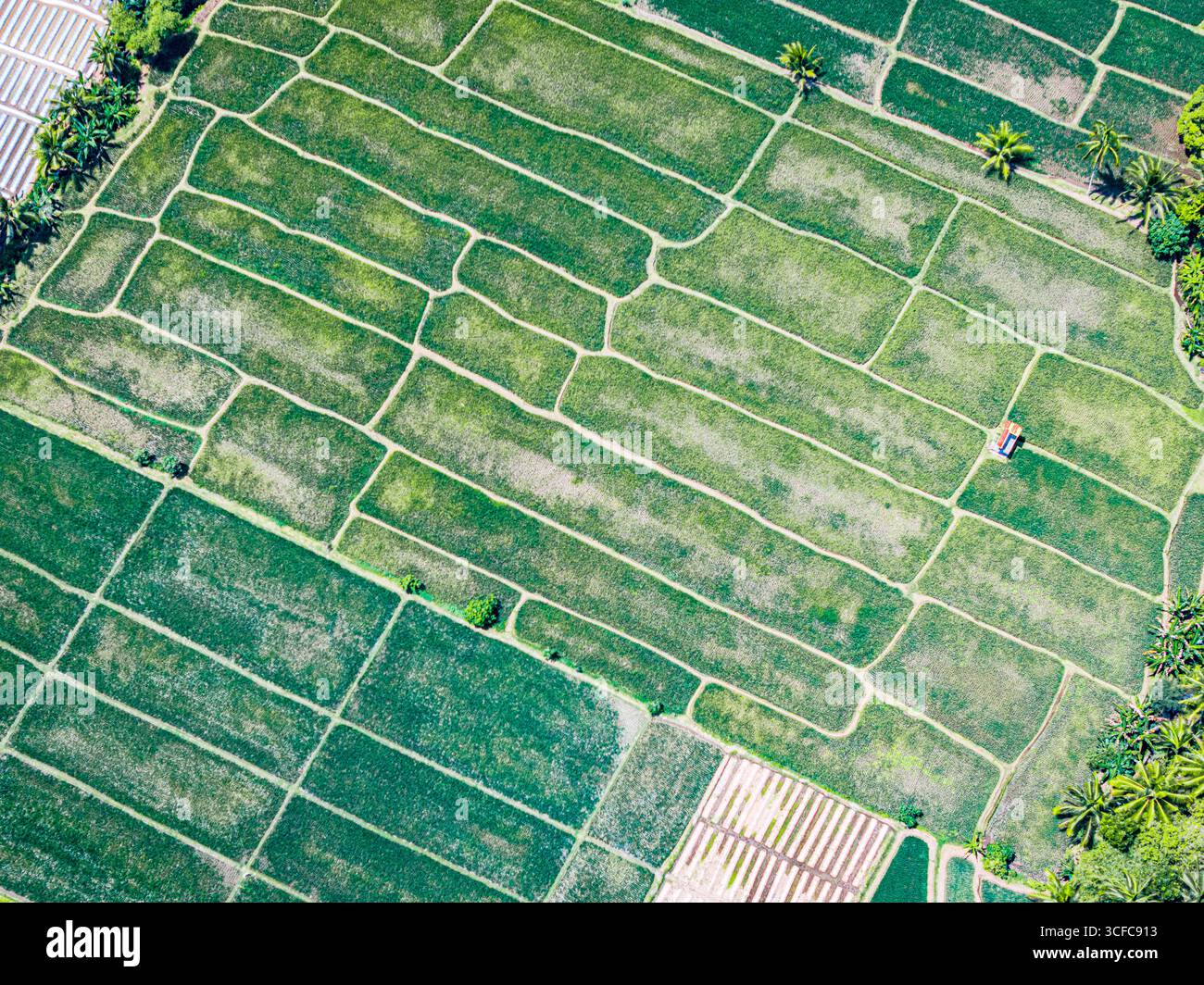 Vista aerea delle risaie verdi Foto Stock
