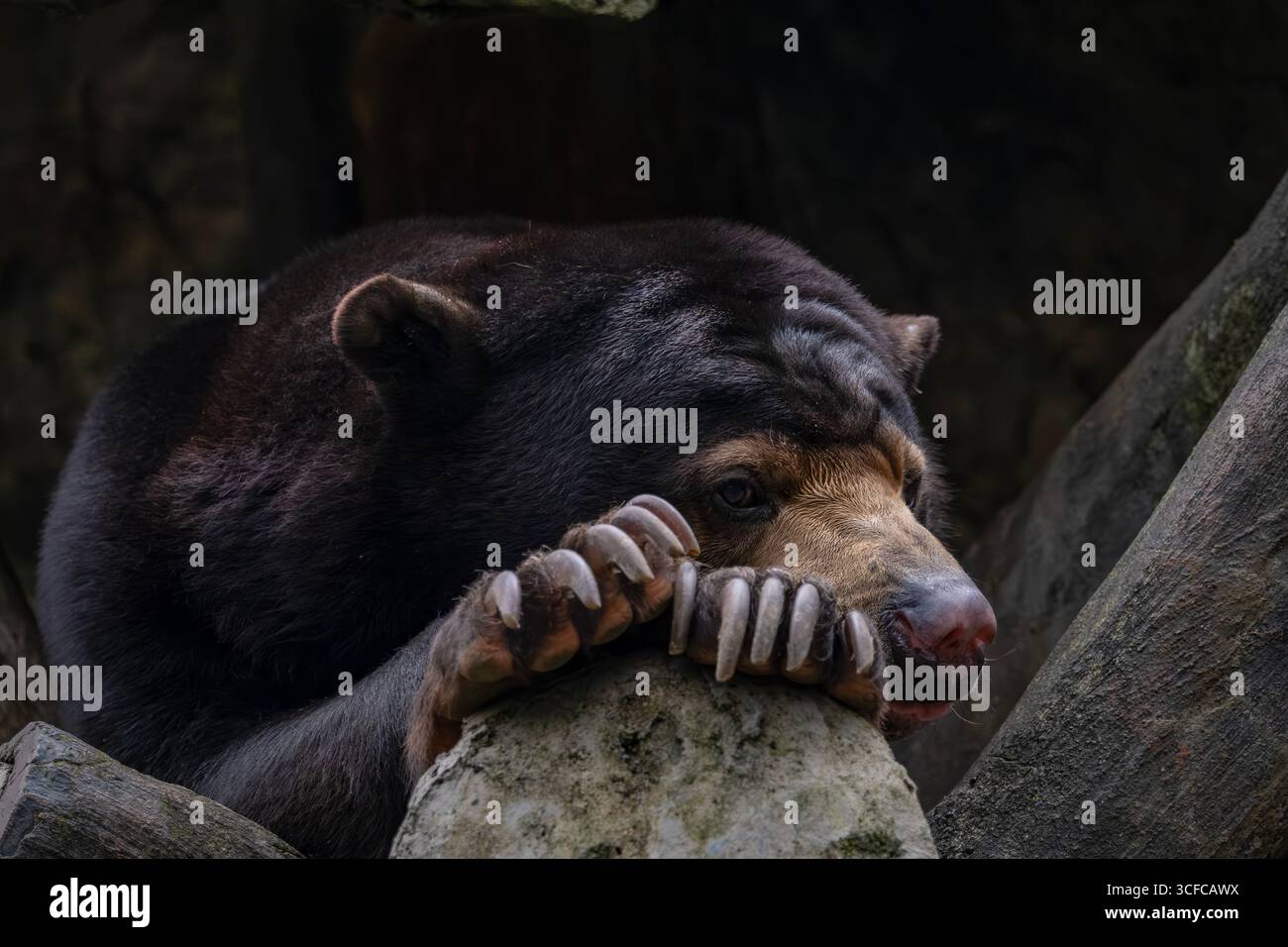 Ritratto dell'orso solare (Helarctos malayanus). Foto Stock