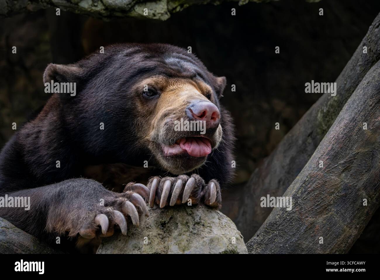 Ritratto dell'orso solare (Helarctos malayanus). Foto Stock