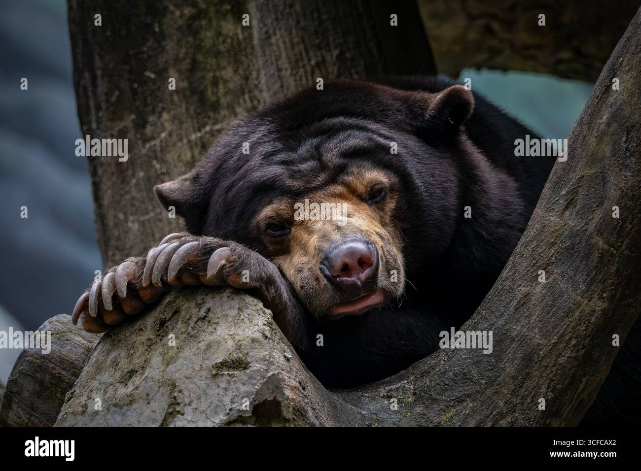 Ritratto dell'orso solare (Helarctos malayanus). Foto Stock