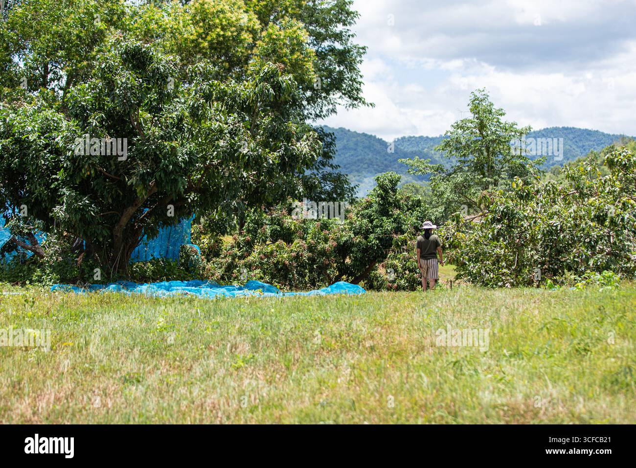 Frutteto longano che prospera nella lussureggiante campagna tailandese Foto Stock
