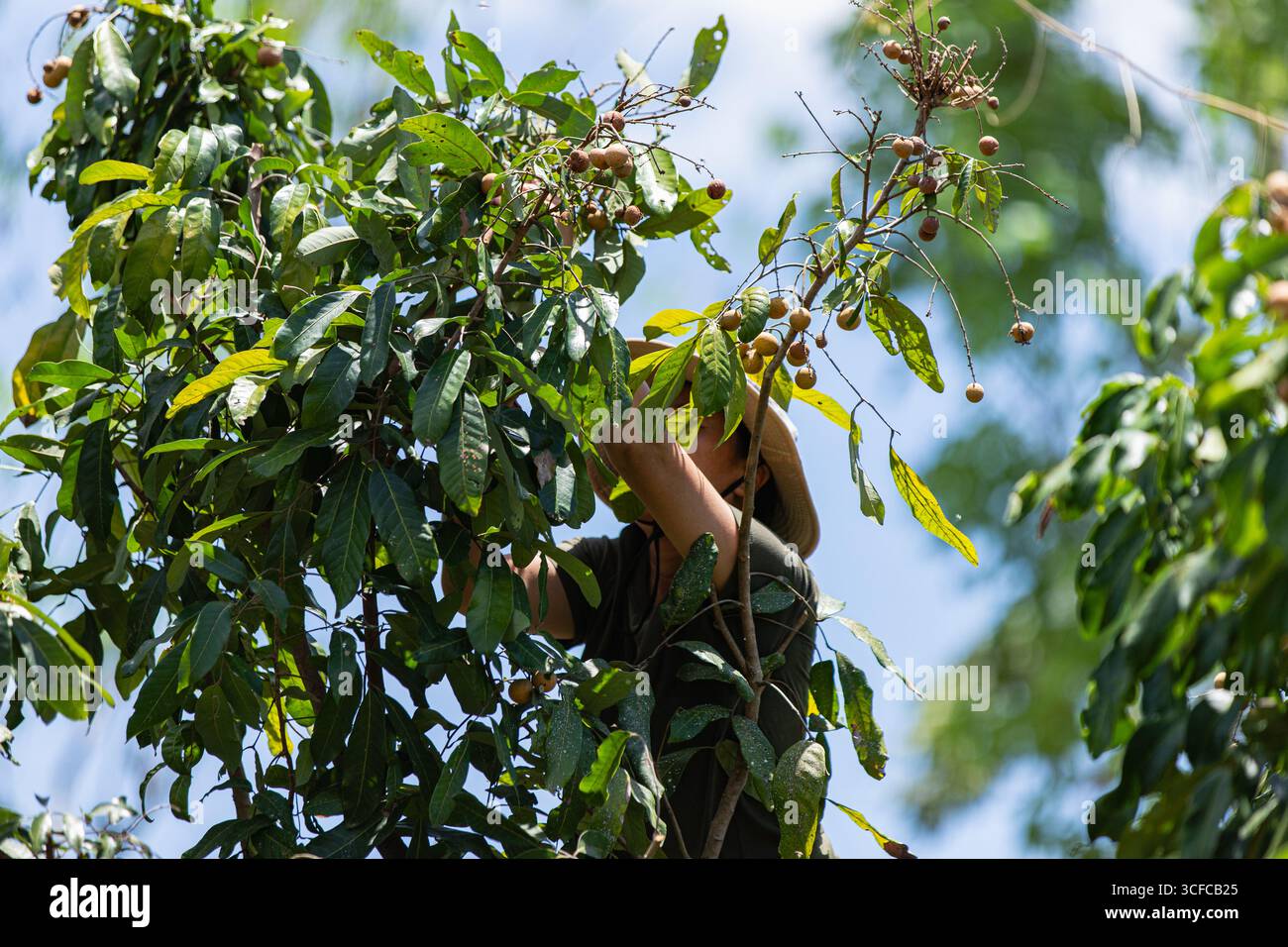 Donna che raccoglie frutta longan in un frutteto lussureggiante Foto Stock