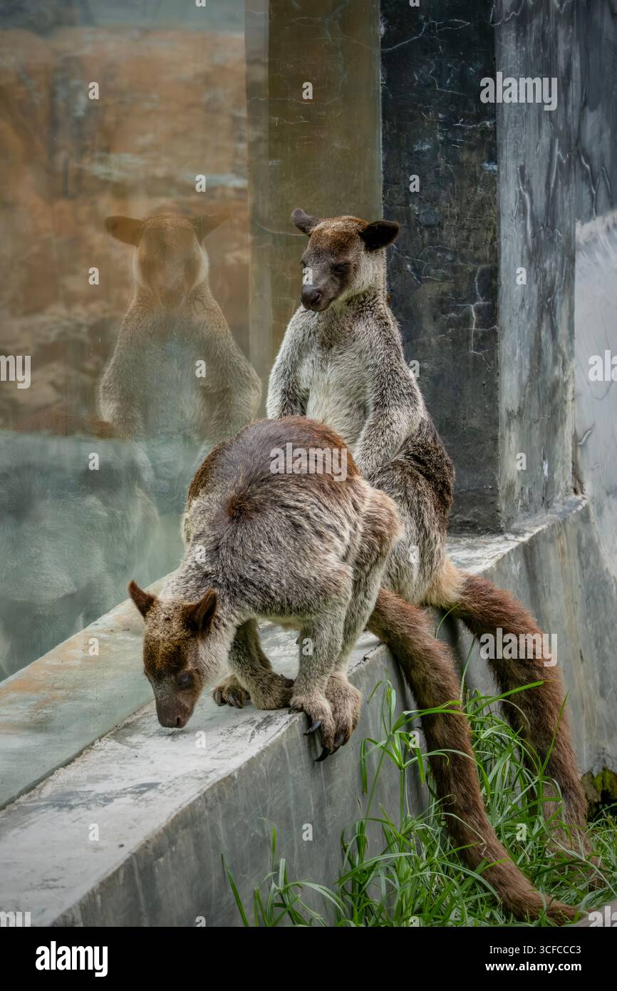 Ritratto di un canguro arroccato su una roccia Foto Stock