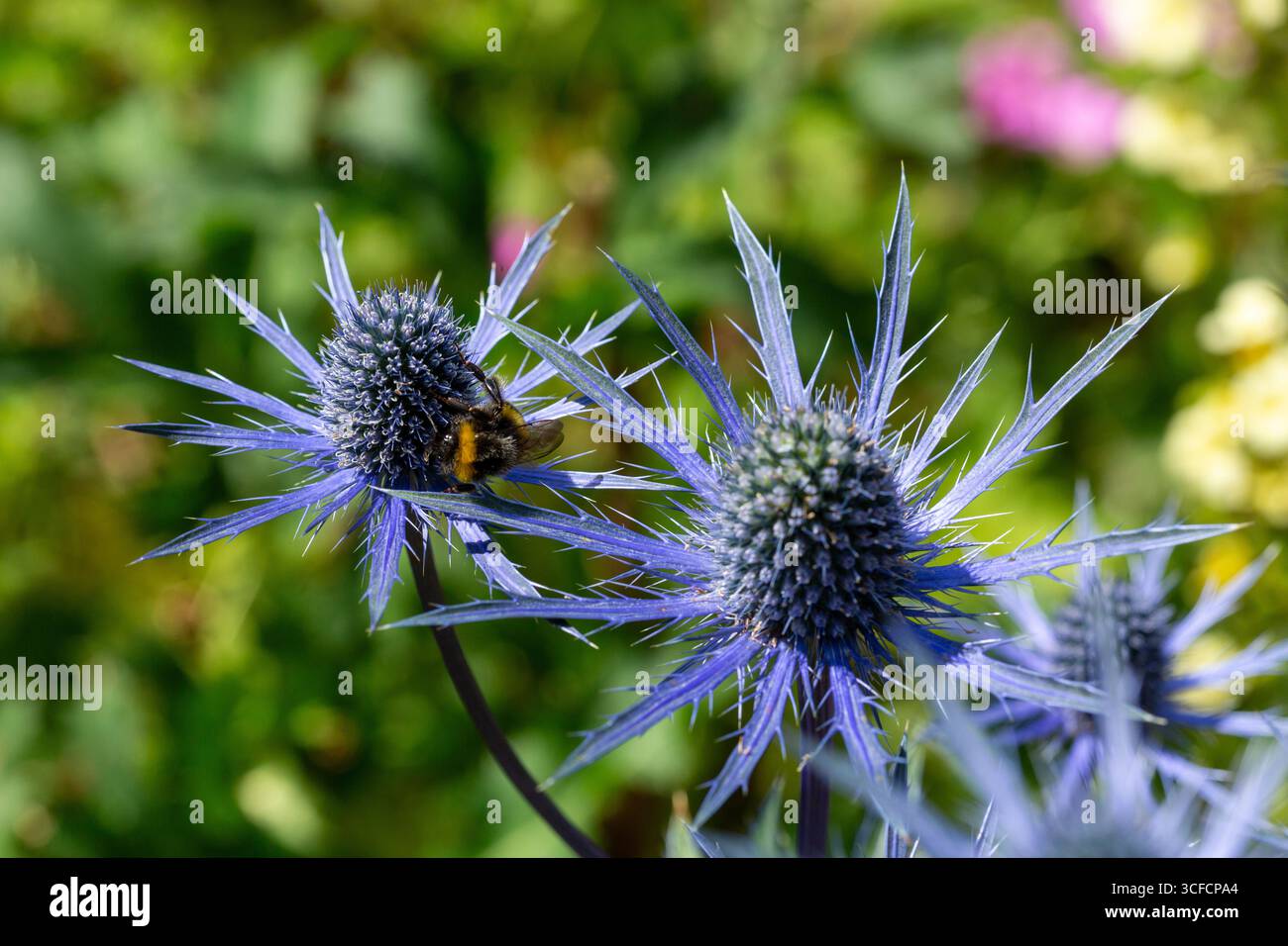 Primo piano di Blue Sea Holly Flowers, Eryngium Foto Stock