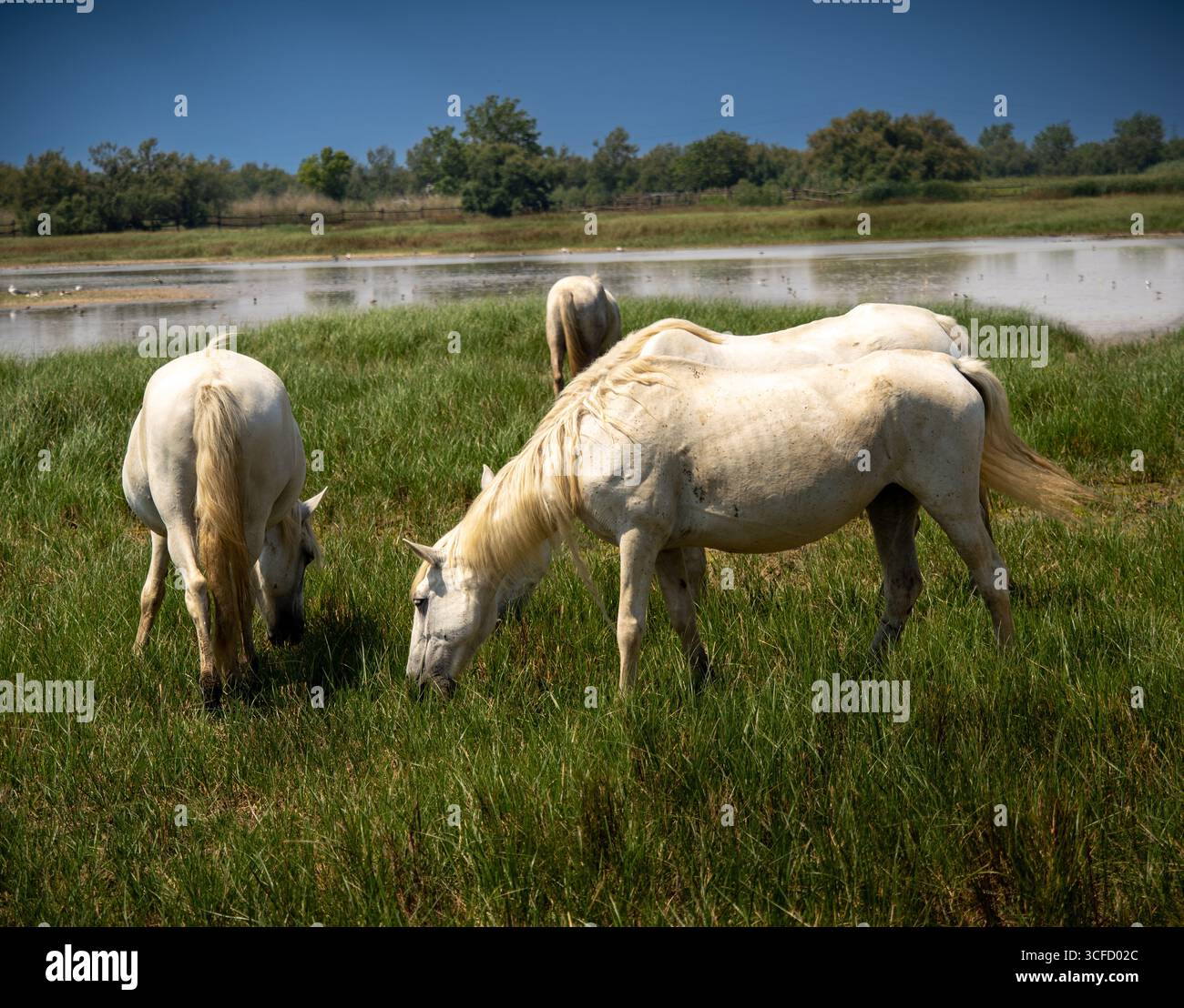 Gruppo di cavalli bianchi che pascolano in una zona umida al tramonto, con una luce calda che si riflette sul paesaggio. Foto Stock