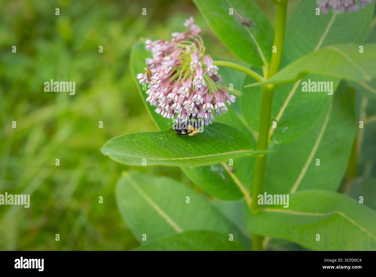 Seriale. Una delle foto sull'ape del falegname (Xylocopa) e sui fiori di alghe del latte (Asclepias syriaca) in fiore su un prato. Foto Stock