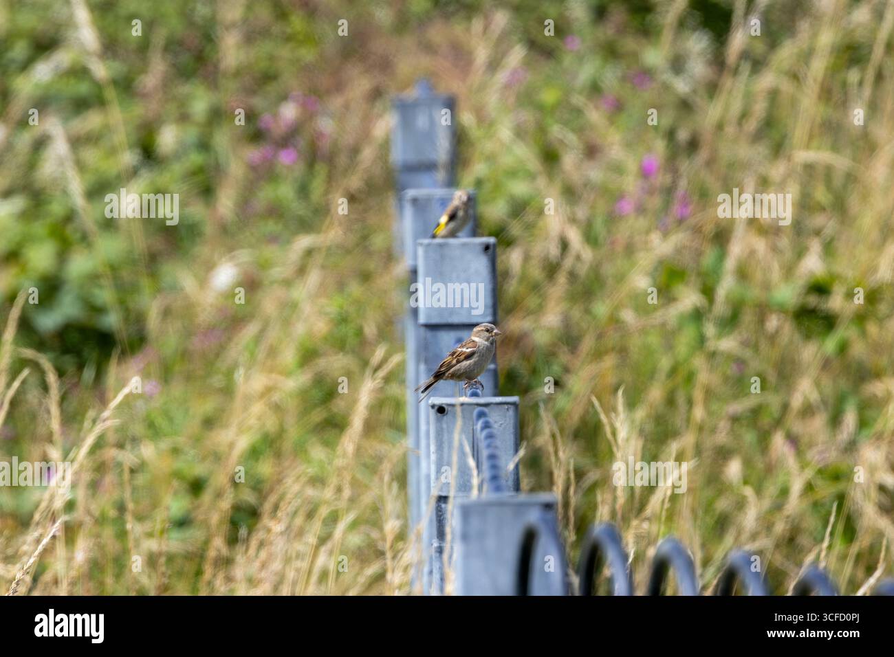 Piccolo uccello marrone e grigio, meno marcato del maschio. Si nutre di semi, insetti e scarti. Foto scattata a Howth, Dublino, Irlanda. Foto Stock