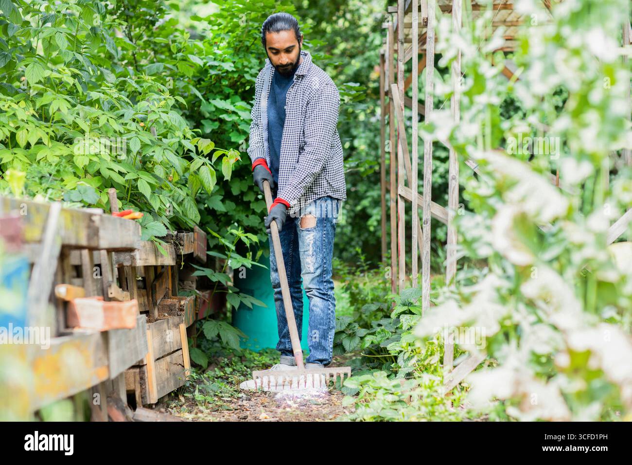 Giovane adulto che fa giardinaggio con un rastrello in un lussureggiante giardino sul retro. Germania Foto Stock