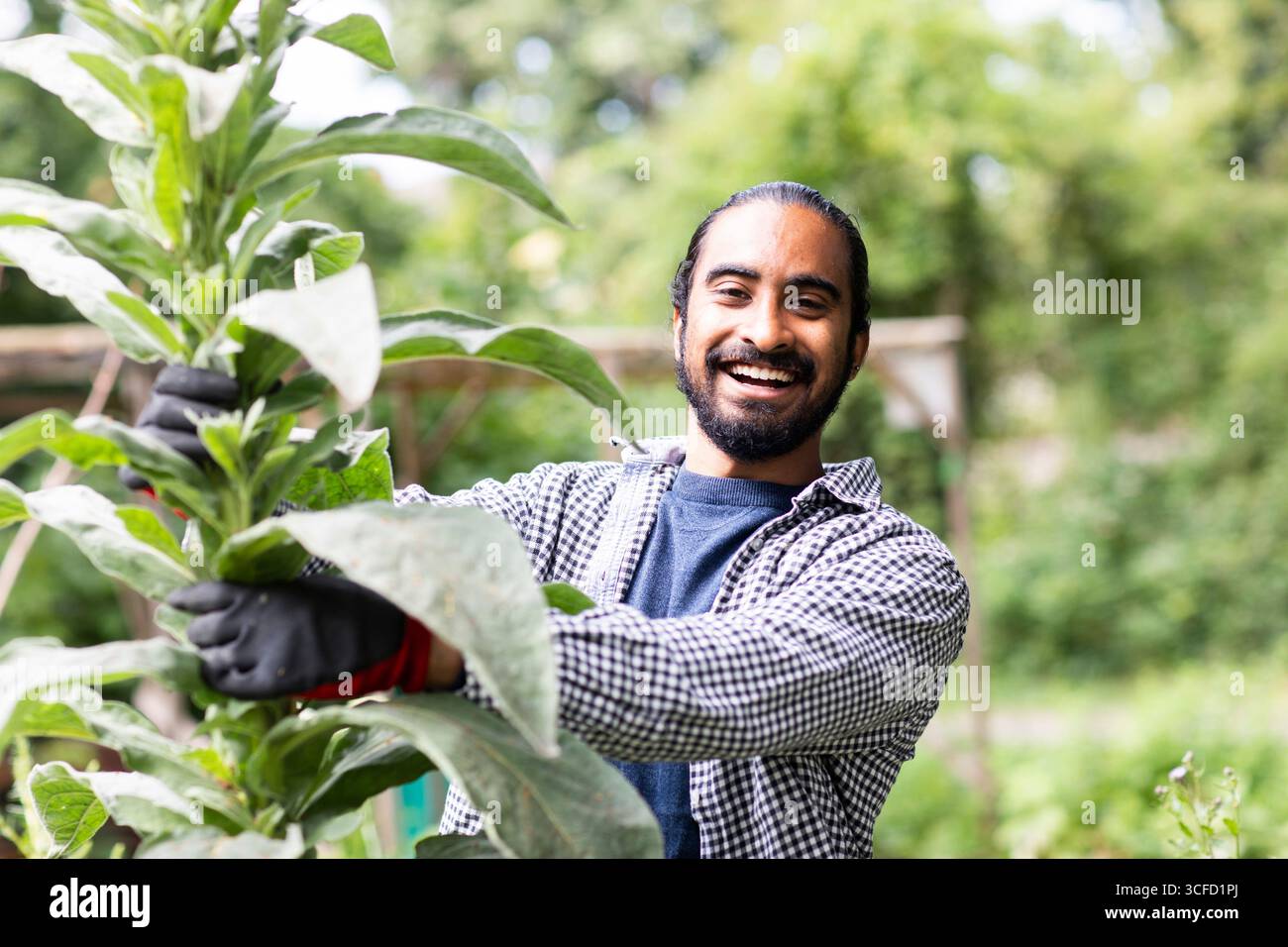 Uomo sorridente che tiene in mano una grande pianta in un lussureggiante giardino verde. Germania Foto Stock