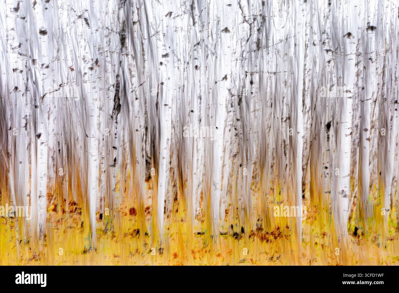 Fitta foresta di betulle con tronchi bianchi circondati da vibrante erba gialla. Ontario, Canada Foto Stock
