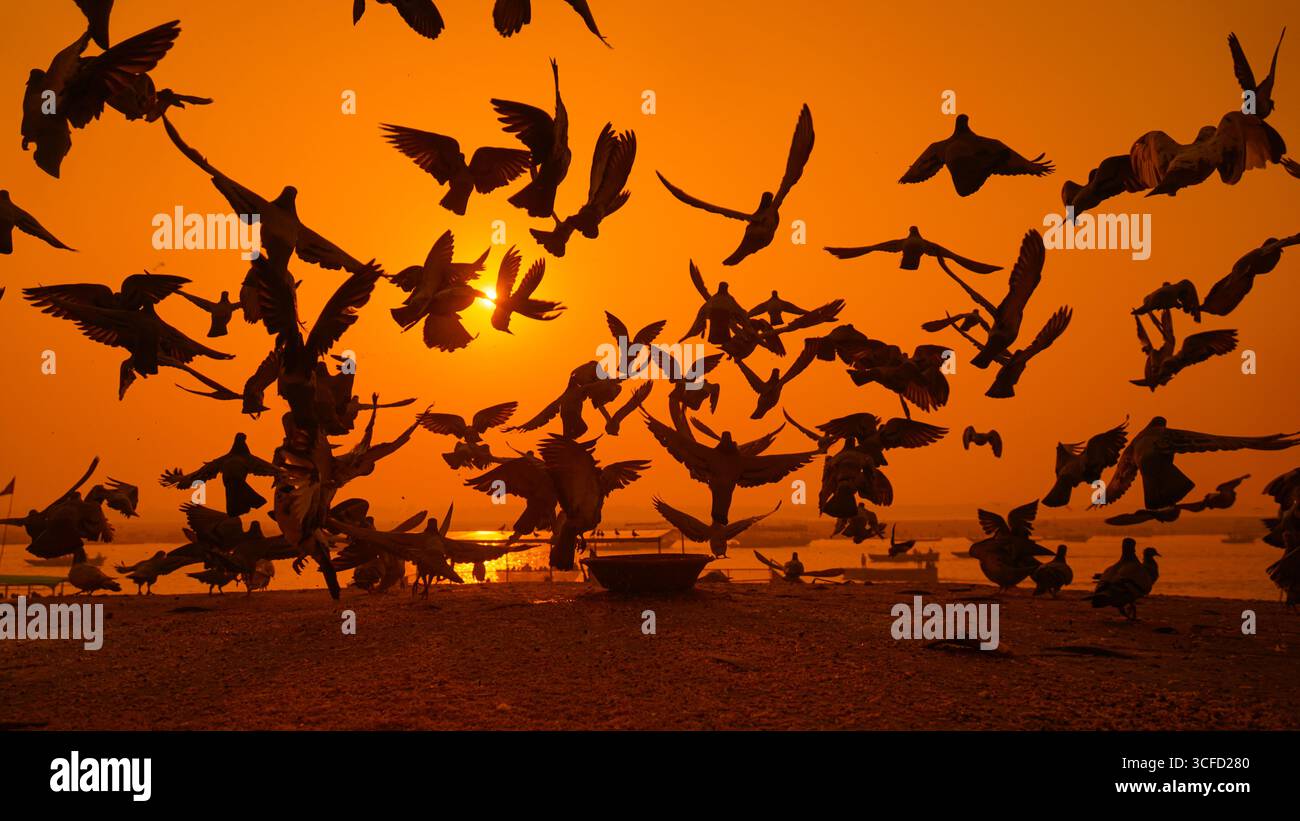 Flock of Pigeons Taking Flight over the Gange River at Sunrise in Varanasi, India, creando una silhouette spettacolare. Foto Stock