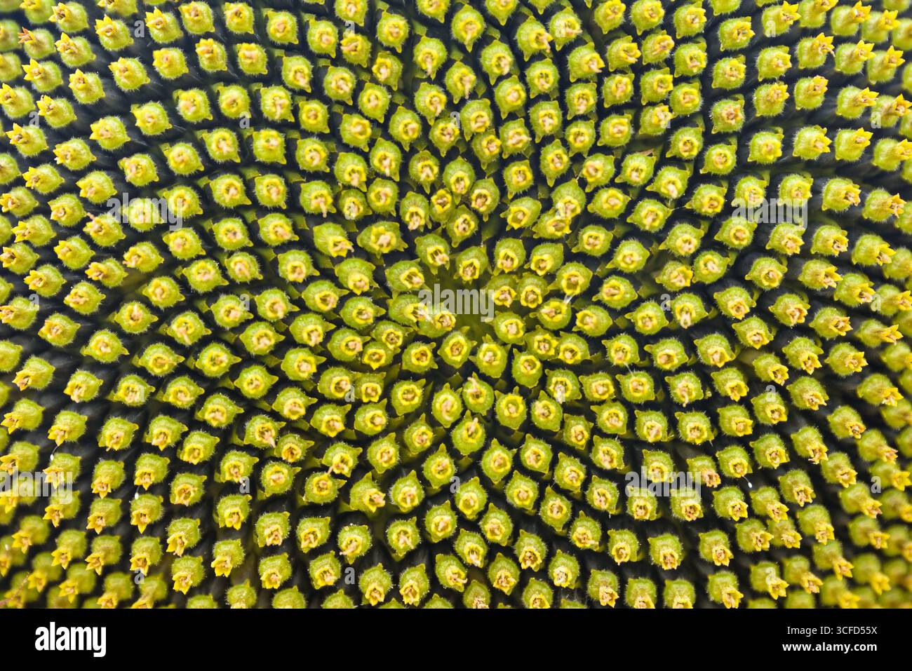 Sfondo con motivo floreale con dettagli macro del disco di semi su un girasole con toni verdi e gialli. Foto Stock