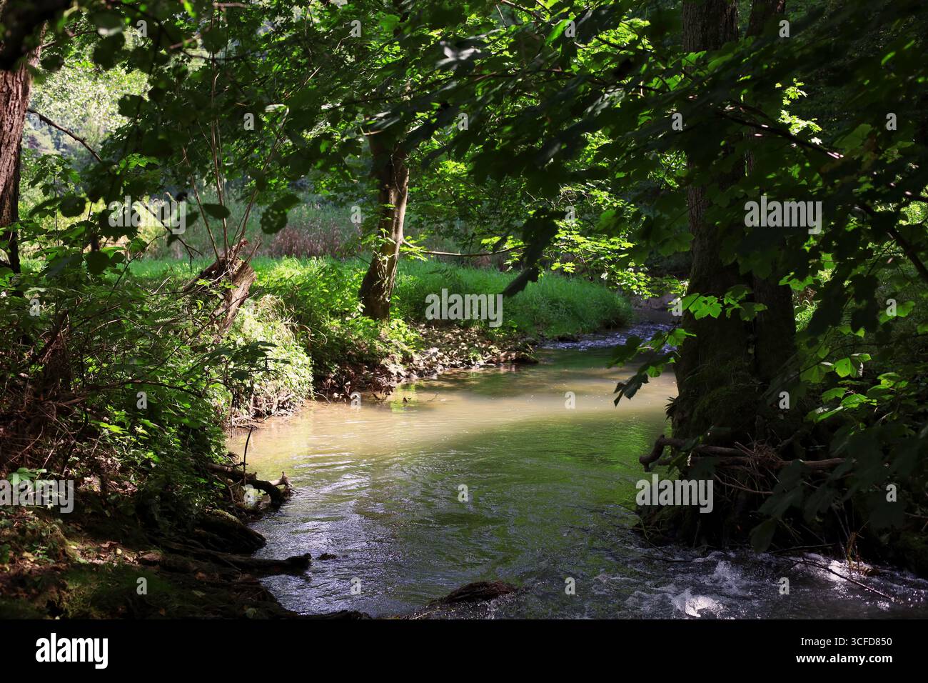 Pittoresco fiume Prądnik nel Parco Nazionale Ojców in Polonia Foto Stock