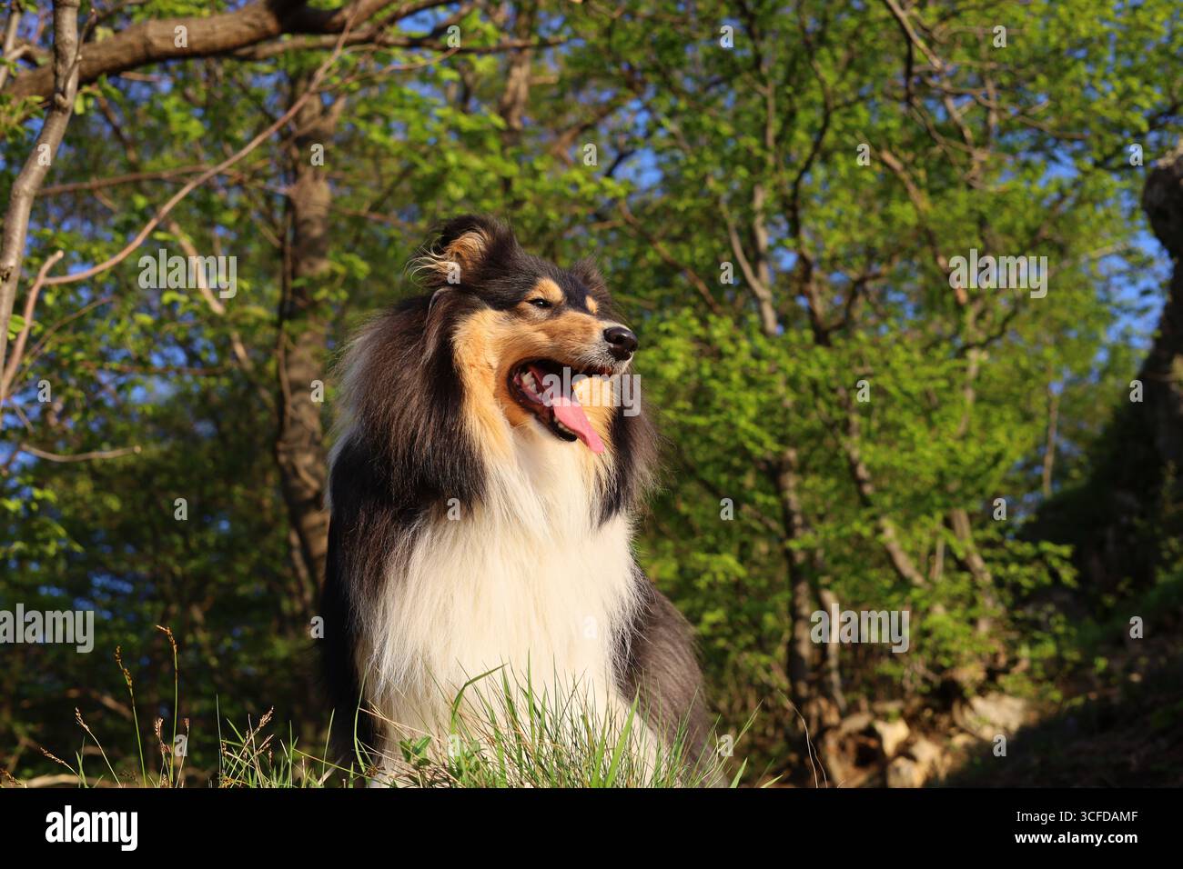 Nero, bianco e beige grezzo cane collie con una lingua che posa con uno sfondo di alberi sfocati Foto Stock