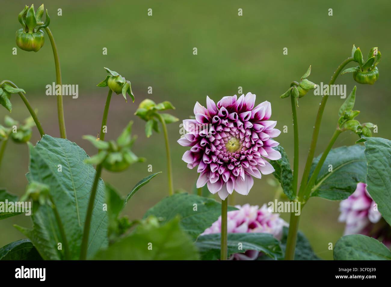 Fiore viola e bianco "Edinburgh" dahlia. Due fiori viola con punta bianca del tubero fiorito estivo decorativo, Dahlia "Edinburgh" Foto Stock