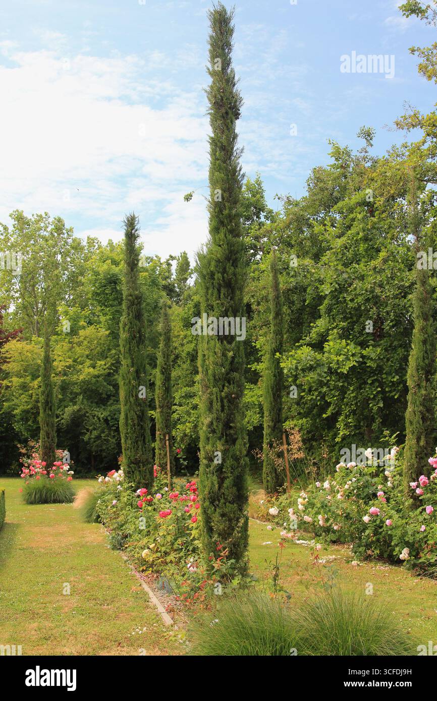 il cupressus sempervirens, il cipresso mediterraneo noto anche come pino matita, è una specie di cipresso originaria della regione del Mediterraneo orientale, Foto Stock