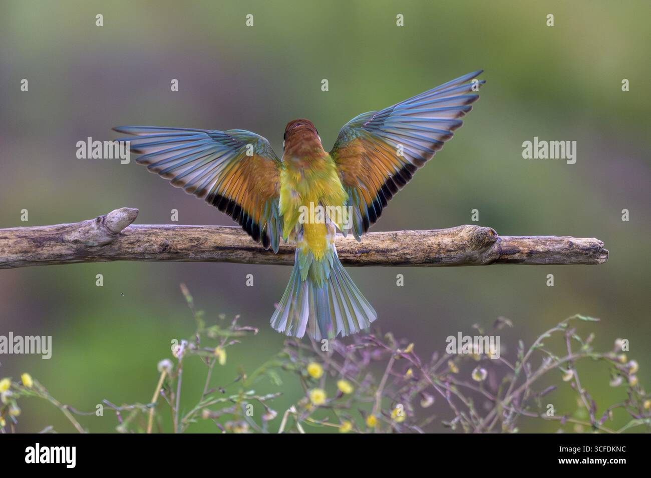 Bee-Eater (Merops apiaster) con ali spalmate su un ramo, colorato, Hesse, Germania Foto Stock