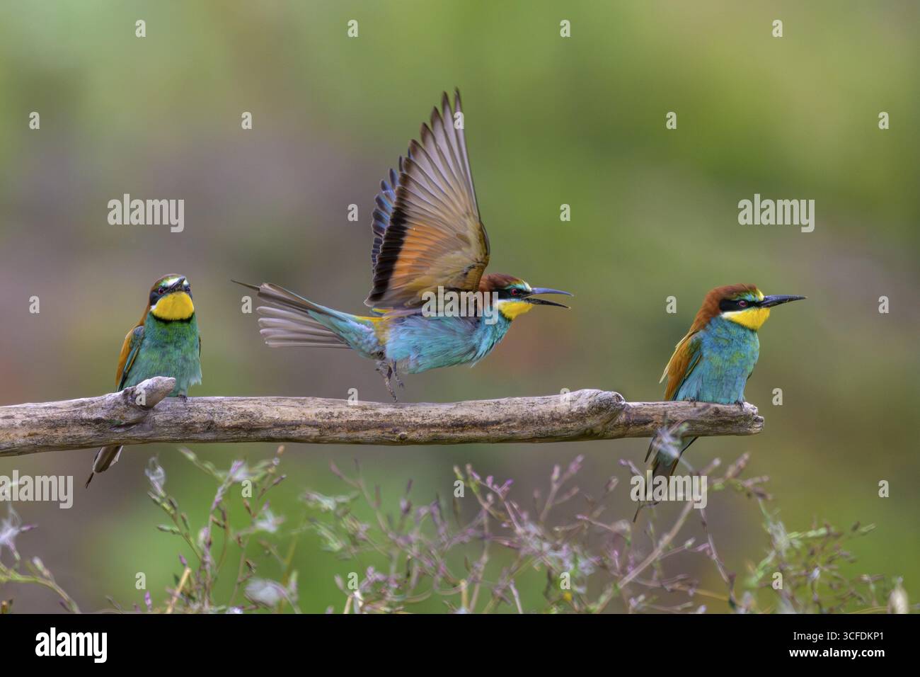 Tre apicoltori (Merops apiaster) su un ramo, uno con le ali allungate, Assia, Germania Foto Stock