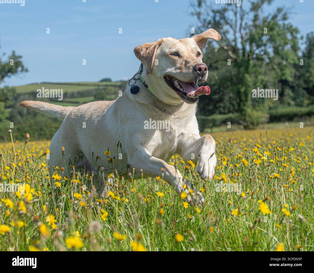 Labrador Retriever che corre attraverso un campo di fiori gialli Foto Stock